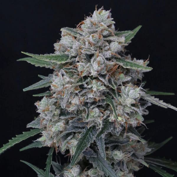 Whipped Runtz Auto semilla > Pure Instinto | Semillas de marihuana autoflorecientes  |  Híbrido